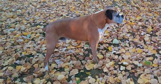 second-oldest-boxer-dog-16yr